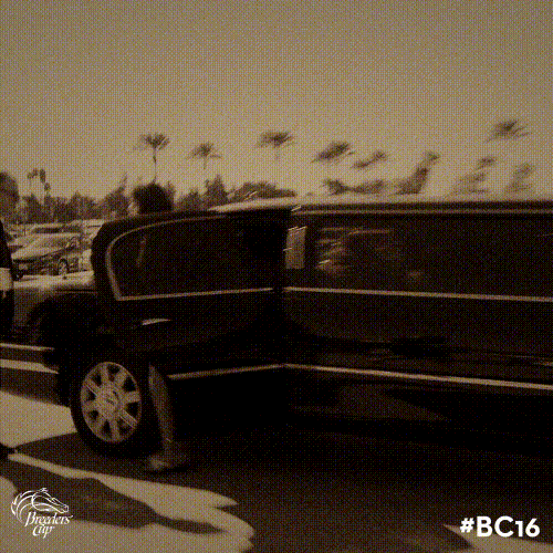 Breeders Cup GIF by CTPBoston