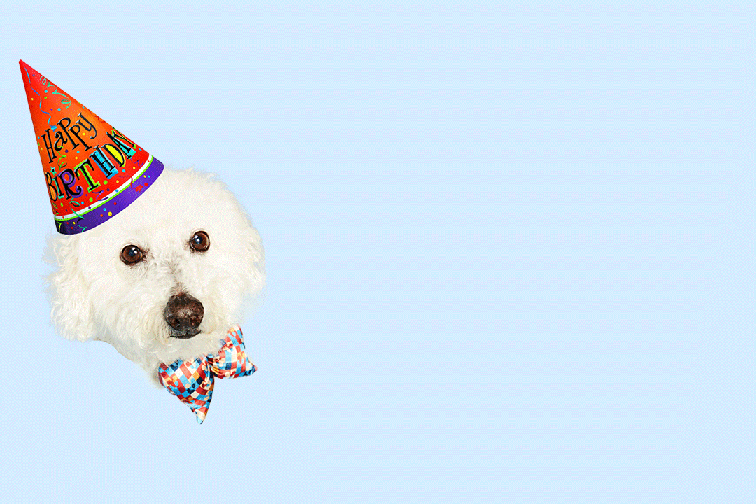 Dog Flashing GIF by Diana King Find & Share on GIPHY