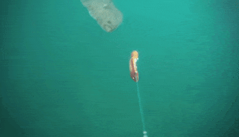 miquelcorbialbella  GIF