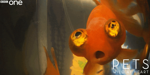 gold fish animated gif