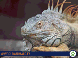 #Wordlanimalday GIF by Boom Solutions PR