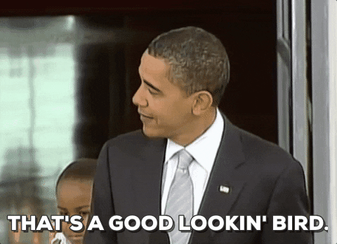 Bird Good Looking Gif By Obama Find Share On Giphy