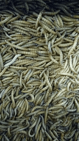 pddesignstudio worm GIF