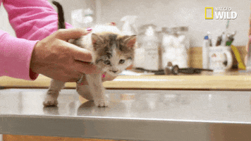 Nat Geo Wild Kitty GIF by The Incredible Dr. Pol