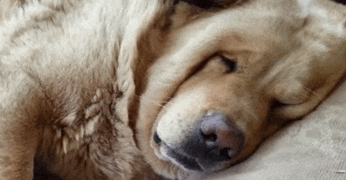 andrearomano-8fc3  GIF