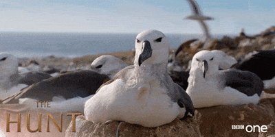 bbc one seagulls GIF by BBC