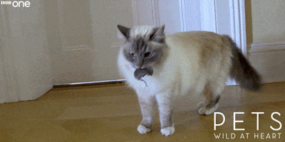 bbc one mouse GIF by BBC