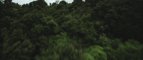 New Zealand Trees GIF by HUNT FOR THE WILDERPEOPLE  