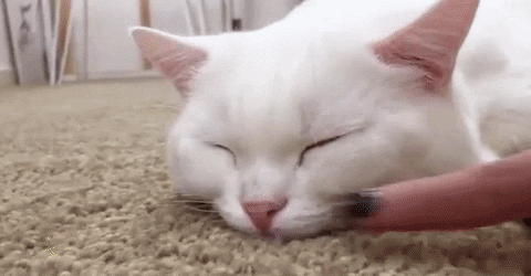 https://media1.giphy.com/media/3o6ZtngdoBCLIdFWX6/giphy.gif