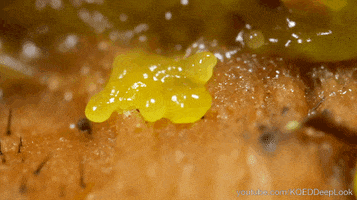 biology slime GIF by PBS Digital Studios