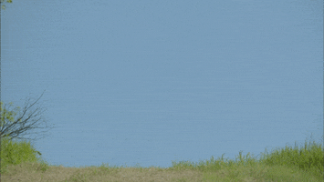 martin sheen marilla cuthbert GIF by PBS