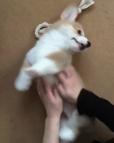 time puppy GIF by JustViral.Net