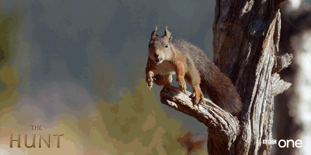 hunt the squirrel meaning, definitions, synonyms
