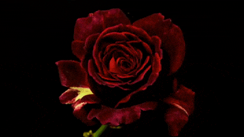 Flower Rose GIF by feverray