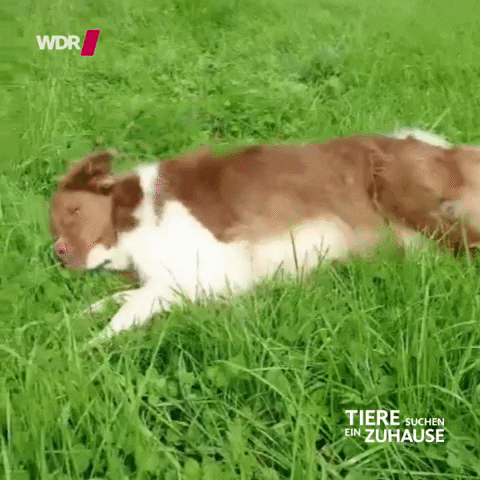 hund facepalm GIF by WDR