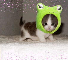 Ldshadowlady #Kawaiicat GIF