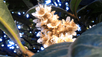 Shemodgoma GIF