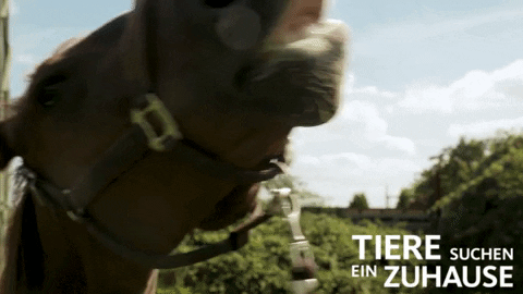 Pferd Gifs Get The Best Gif On Giphy