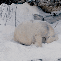 happy polar bear GIF by San Diego Zoo