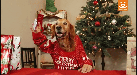 动态图GIF: cute, dog, christmas, xmas, holidays, selfie, merry christmas, best friends, save them all, elfie