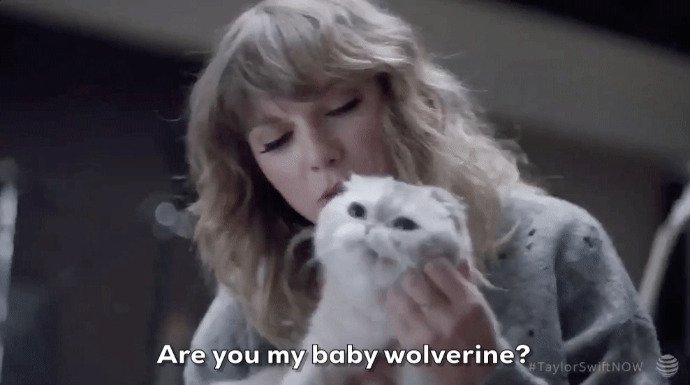 Behind The Scenes Cat GIF by Taylor Swift , Find \u0026 Share on