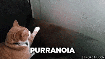 paranoia cat pun GIF