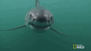 sharks GIF by Nat Geo Wild 