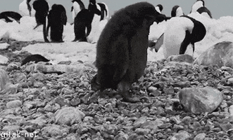 erred  GIF