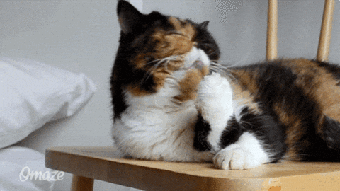 Image result for cat licking paws gif