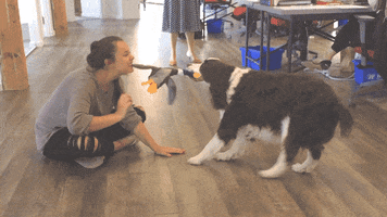 Wrestling Dogs GIF by Giants and Gentlemen
