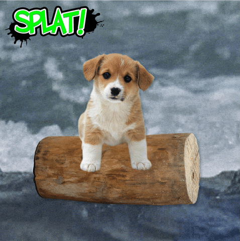Dog Lol GIF by SplatMag