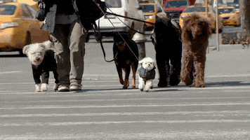 cesar millan dogs GIF by Nat Geo Wild 