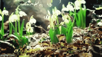 ia #nature #planst #databend #datamosh GIF