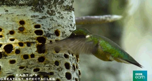 hover natural history GIF by BBC Earth