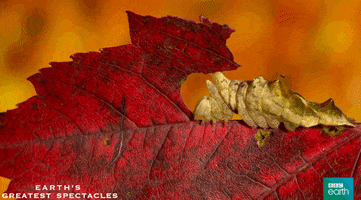 hungry natural history GIF by BBC Earth