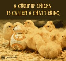 celestemora funny words a group of chicks is called a chattering GIF