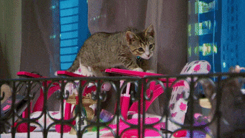 hide and seek cats GIF by Hallmark Channel