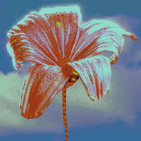 Flower Sky GIF by Mohamed Suliman