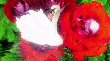 video art swan GIF by Zita Nagy