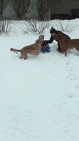 Baby Sledding GIF by America's Funniest Home Videos