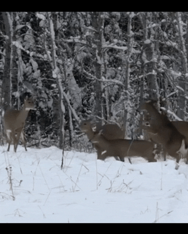 Stomping Slow Motion GIF by Winkelman