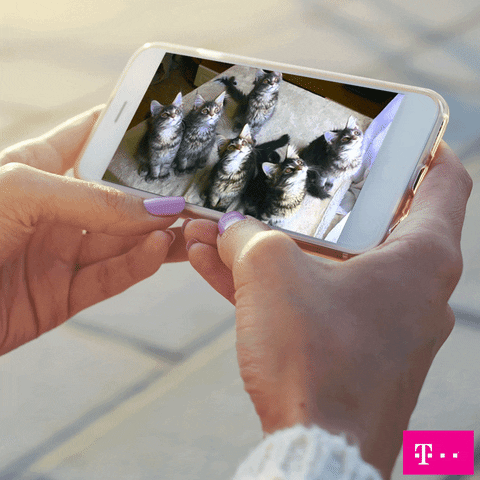 cats tmobile GIF by T-Mobile Puerto Rico