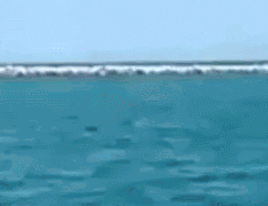 dodecosini  GIF
