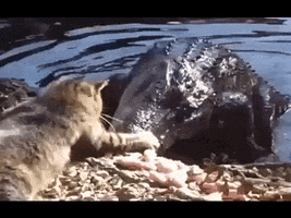 sajan funkpro.com GIF