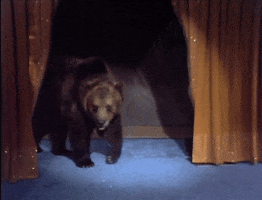 a grizzly bear GIF by The Eric Andre Show