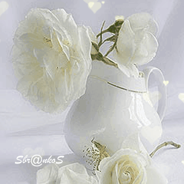 sbrankos white rose GIF