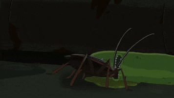 Rick And Morty Cockroach GIF by Adult Swim
