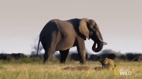 Nat Geo Wild Lion GIF by Savage Kingdom - Find & Share on GIPHY