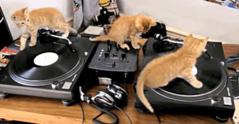 cats dj GIF by Product Hunt