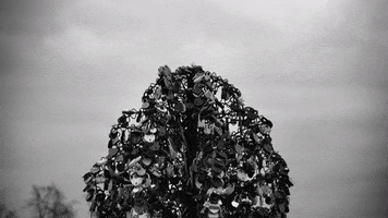 josepedrolopes tree forest b&w lost souls GIF